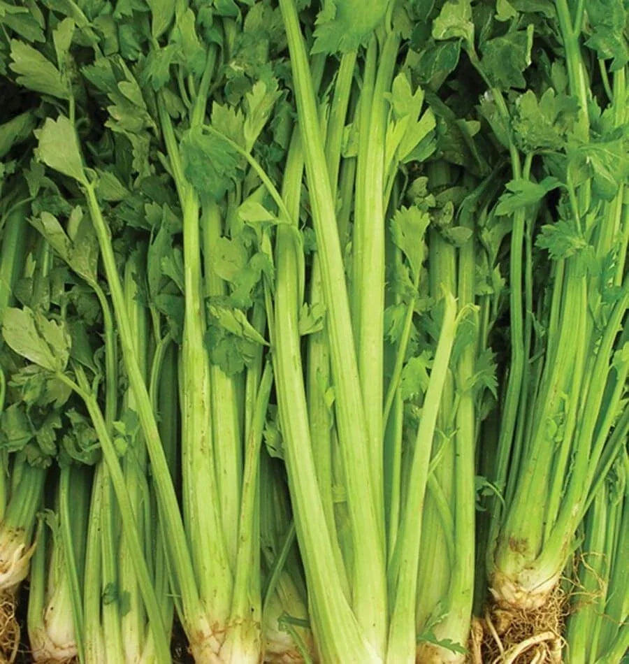 Celery Seeds 2000+ Non-GMO Tall Utah Variety for Vegetable Garden - Apium graveolens Seeds
