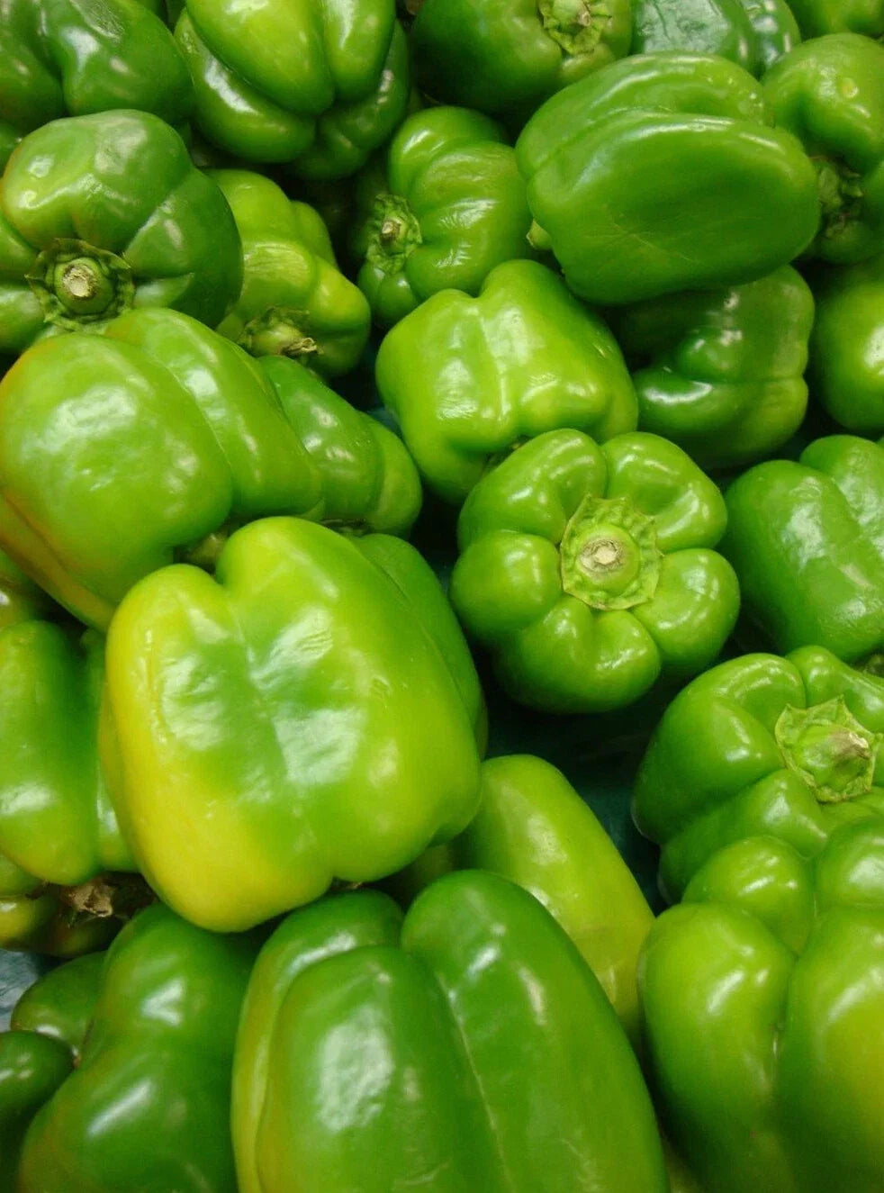 Yolo Wonder Pepper Seeds – Non-GMO Vegetable Seeds for Garden, Sweet Bell Capsicum annuum, Pack of 50+