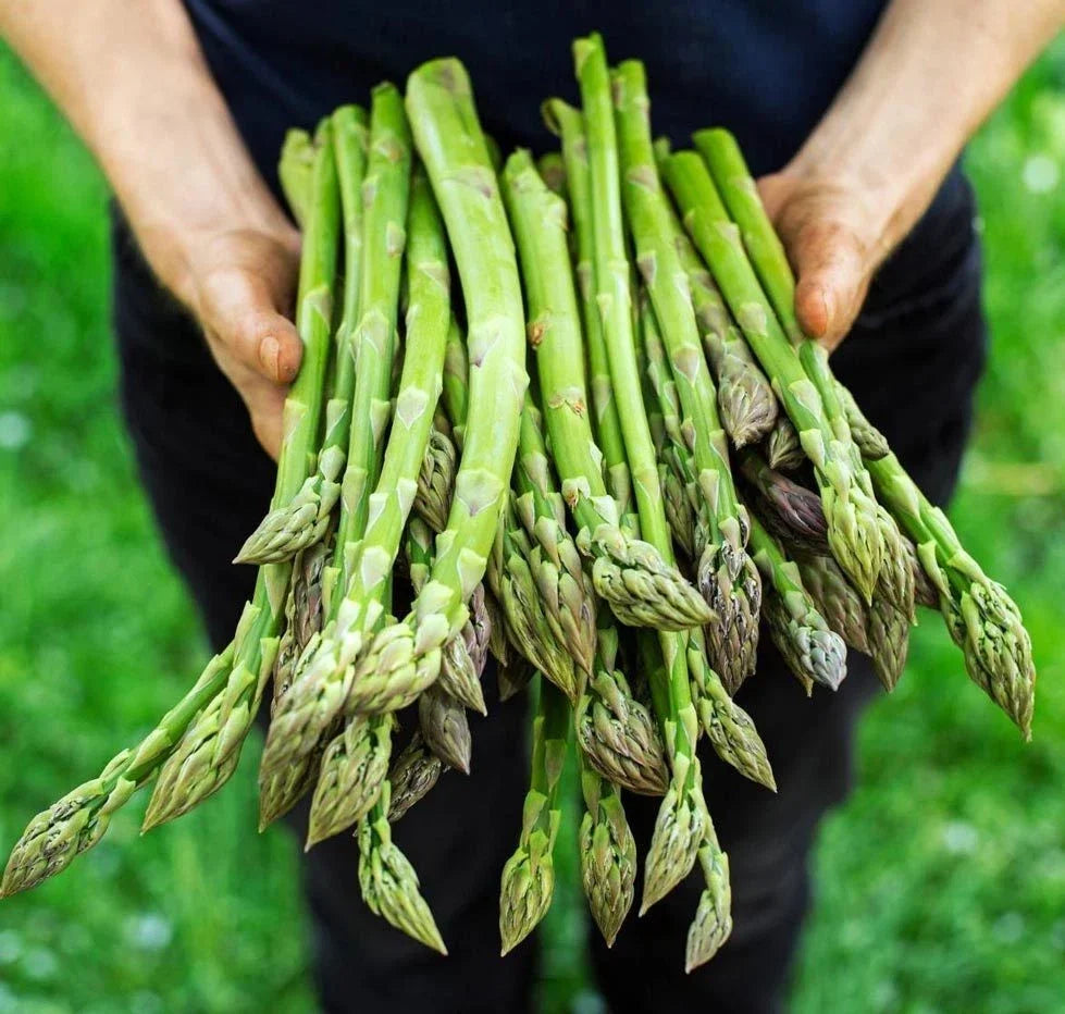 Asparagus Seeds - 200+ Heirloom Organic Mary Washington Non-GMO Gardening Seeds for Organic Vegetable Garden