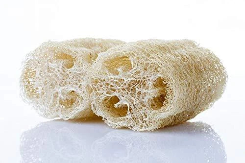 Sponge Gourd Seeds - 20 Seeds - Luffa Gourd, Easy to Grow Exotic Vegetable