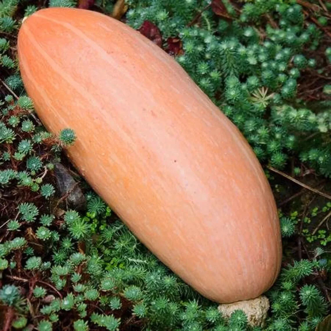 Heirloom Banana Pink Squash Seeds - Organic Cucurbita pepo Vegetable Seeds for Home Gardening