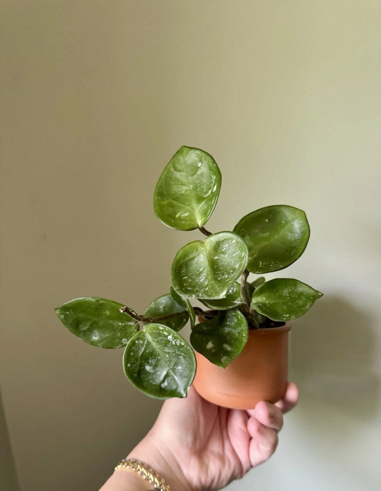 Hoya Carnosa Chelsea Rooted Cutting - Indoor Vining Plant with Variegated Green Leaves