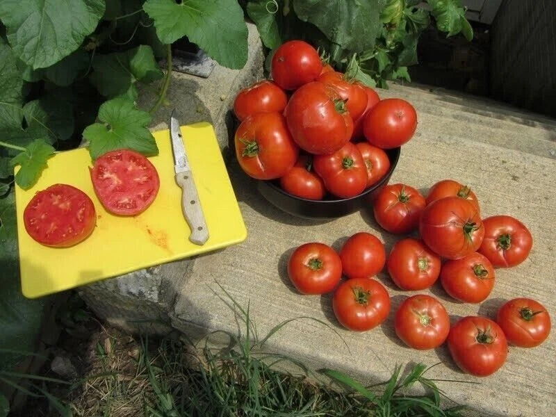 Homestead Tomato Seeds - 120+ Heirloom Non-GMO Drought-Resistant Solanum lycopersicum