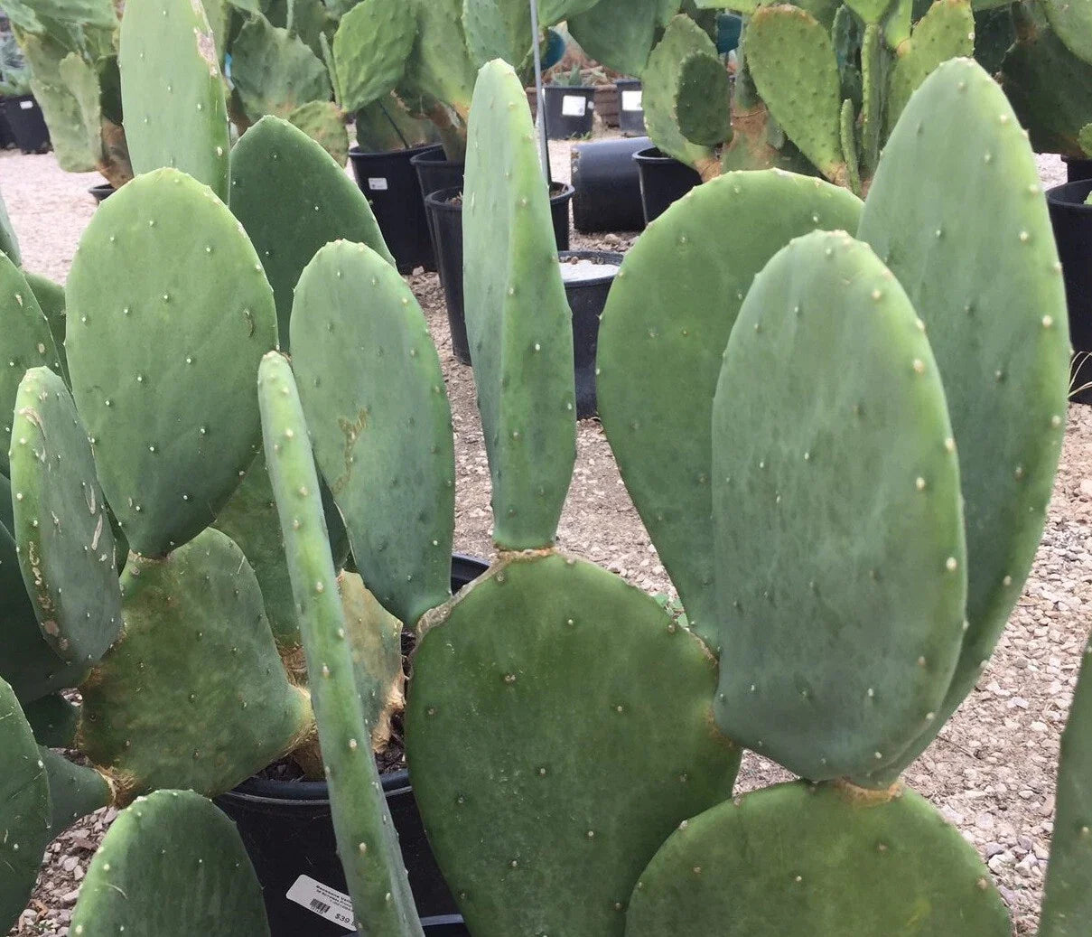 Spineless Prickly Pear Cactus Plant – 2+ Pads, Hardy Opuntia cacanapa, Succulent for Garden or Indoor Use