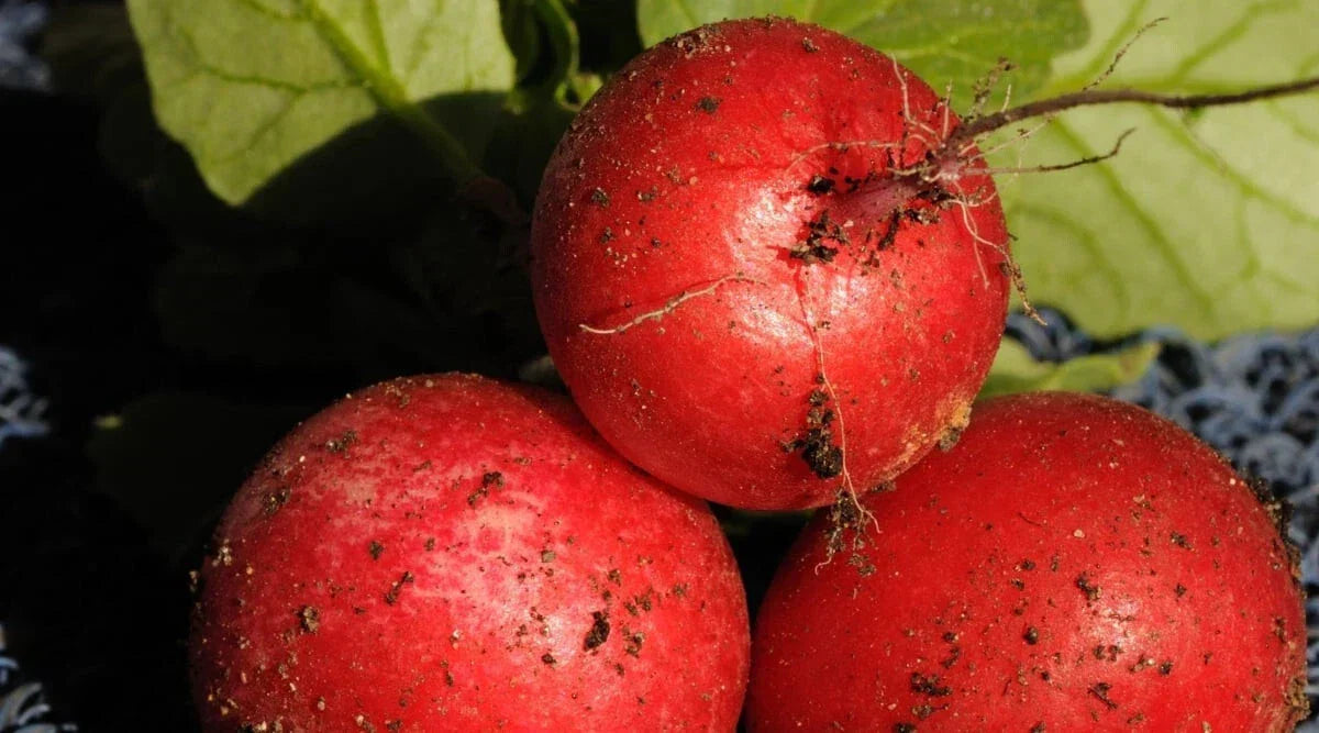 Saxa 2 Radish Seeds - 500+ Count Fast Growing Raphanus sativus - USA