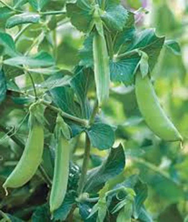 Early Alaska Pea Seeds – Heirloom Non-GMO Garden Peas, Pisum sativum, 500+ Seeds for Cool-Season Growing