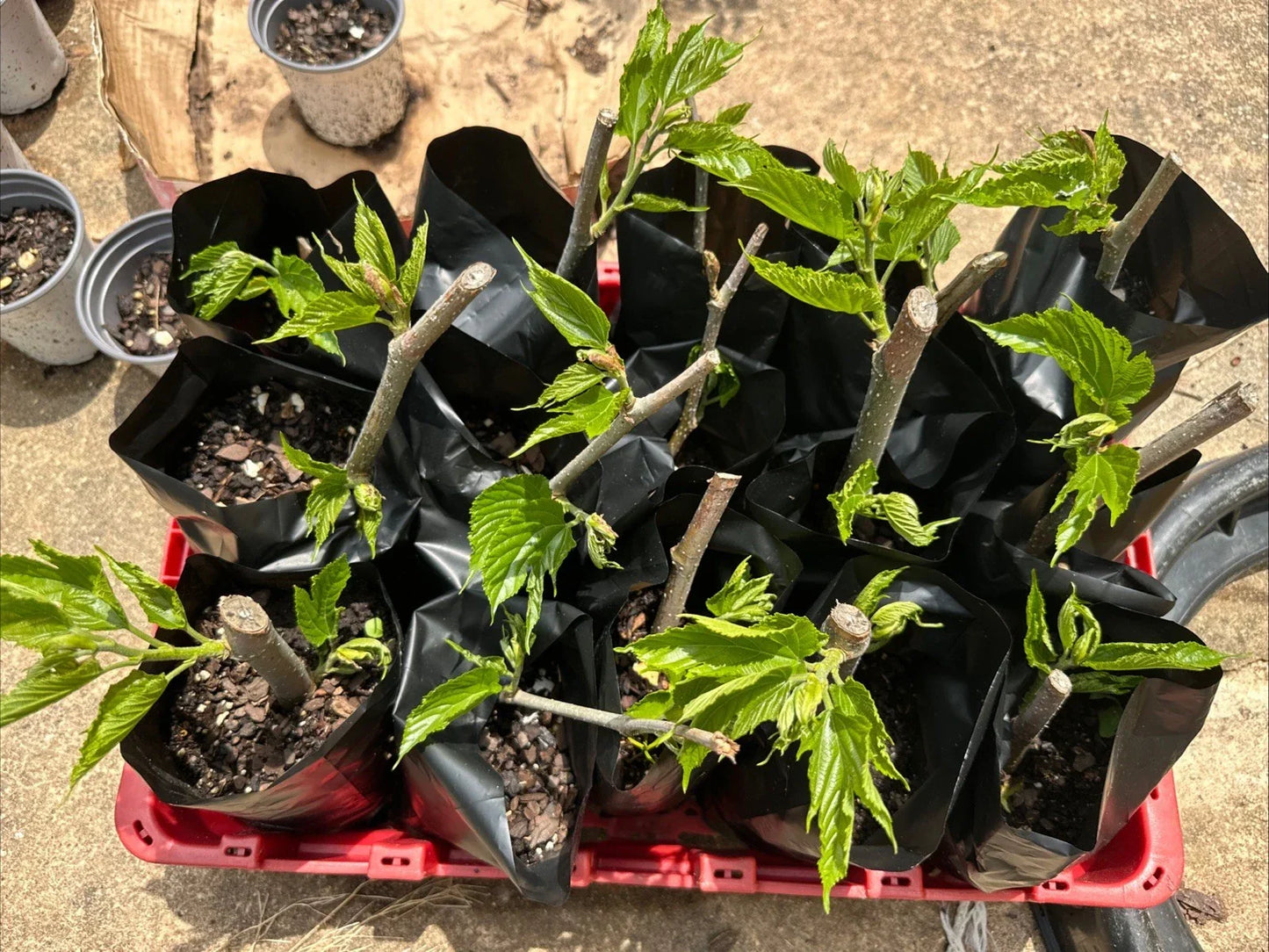 Rooted Mulberry Tree Cuttings - Pakistani Morus alba Fruit Plant for Garden, Ready to Grow