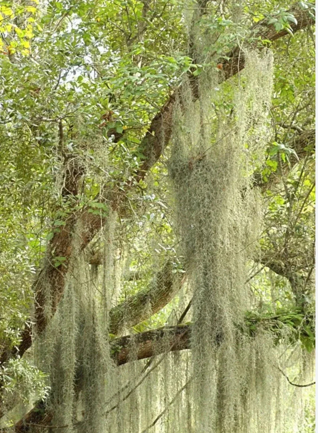 Live Spanish Moss Airplant - 5 Gallon Fresh Orlando Variety - Tillandsia usneoides - Epiphytic, Draping, Organic, Indoor & Outdoor