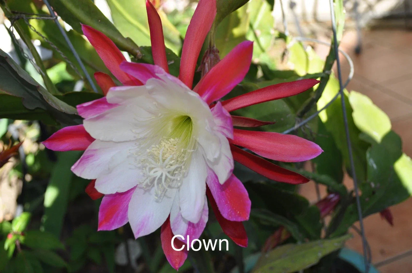 Epiphyllum Orchid Cactus Cuttings - 3 Rooted Trailing Clippings in Pot, Clown Variety, Indoor Succulent, Epiphyllum spp.