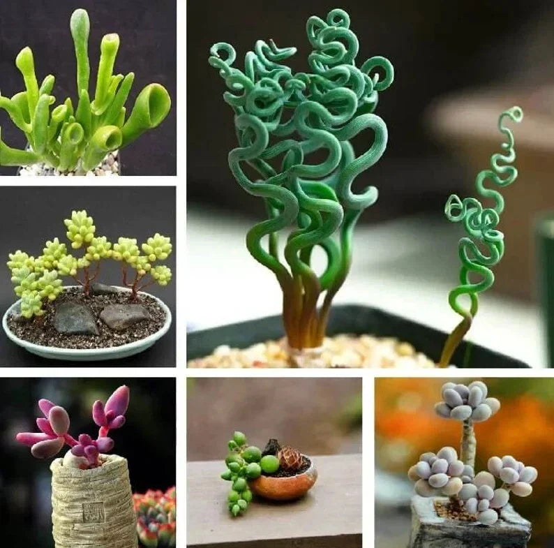 Mixed Succulent Plant Seeds - 50pcs Pack - Assorted Varieties for Indoor and Outdoor Gardening
