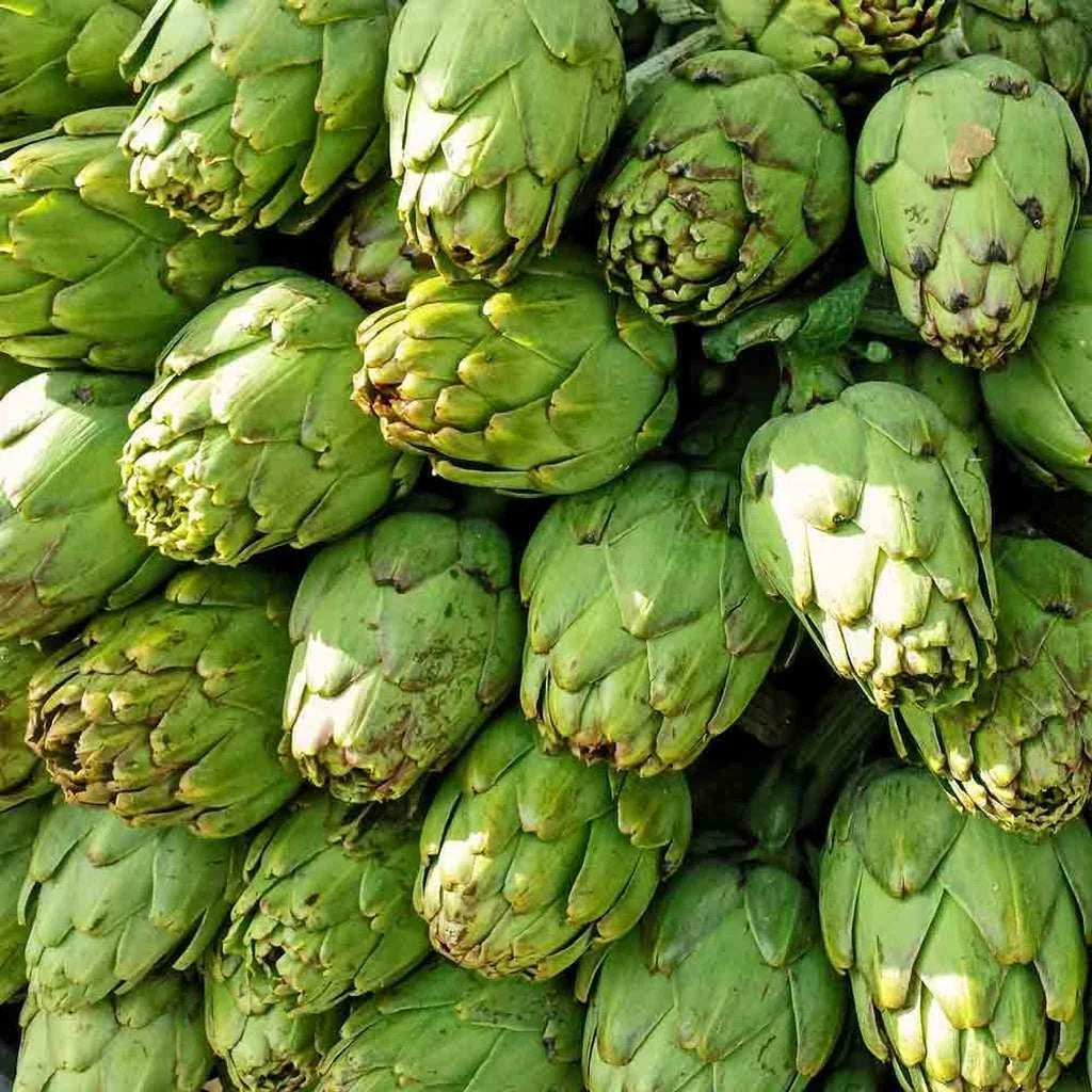 Artichoke Seeds 25 Pack Green Globe Cynara scolymus Non-GMO Vegetable Garden Seeds