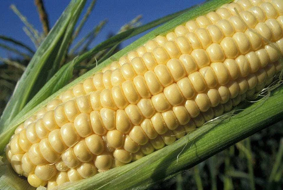 Iochief Yellow Sweet Corn Seeds - 35+ Count, Heirloom Zea mays Variety