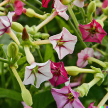 Jasmine Flowering Tobacco Seeds Mix - 1500+ Non-GMO Nicotiana alata Flowering Seeds for Garden Planting