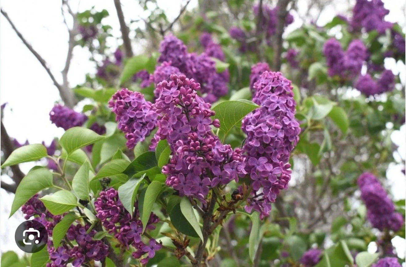 Congo Lilac Starter Plant 4-8" Syringa Vulgaris Fragrant Purple Flowers for Garden & Landscaping