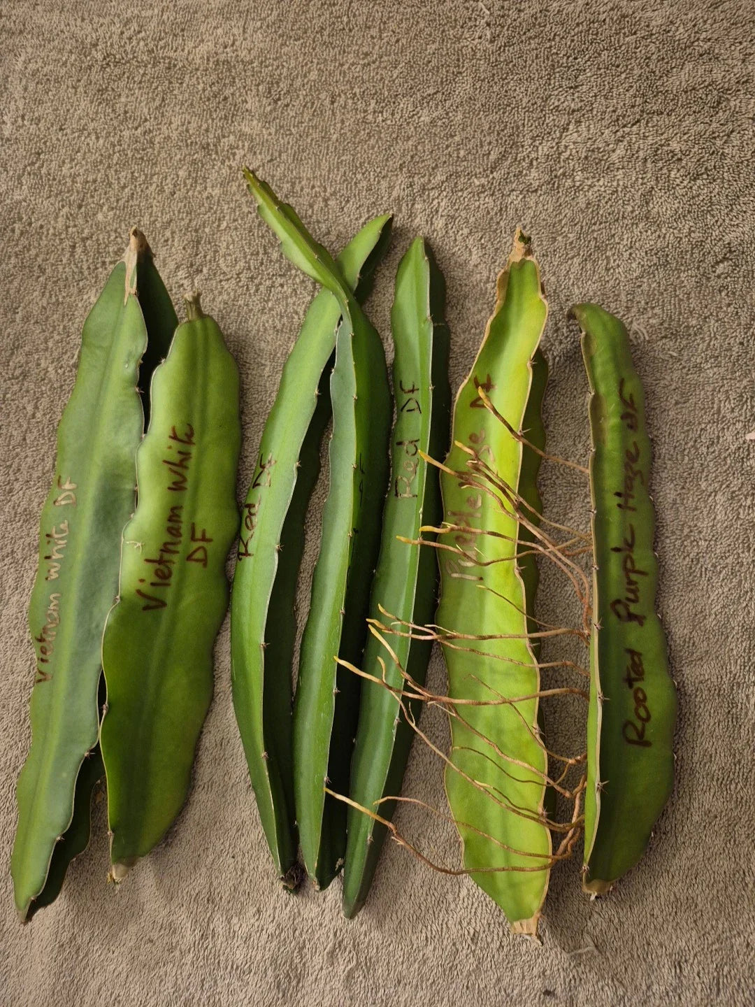 Dragon Fruit Plant Set - 6 Cuttings & 1 Rooted Plant - Vietnam White, Red, Purple Hylocereus spp.