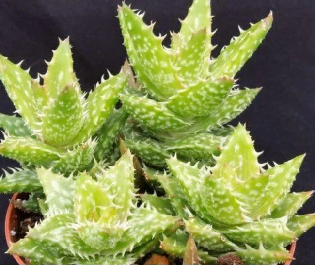 Aloe Juvenna Alligator Jaws 4" Live Rooted Succulent Plant - Unique Green Indoor Ornamental Aloe