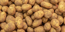 Kennebec Potato Seed Starters 3 lbs - White Skin, Disease Resistant - Solanum tuberosum