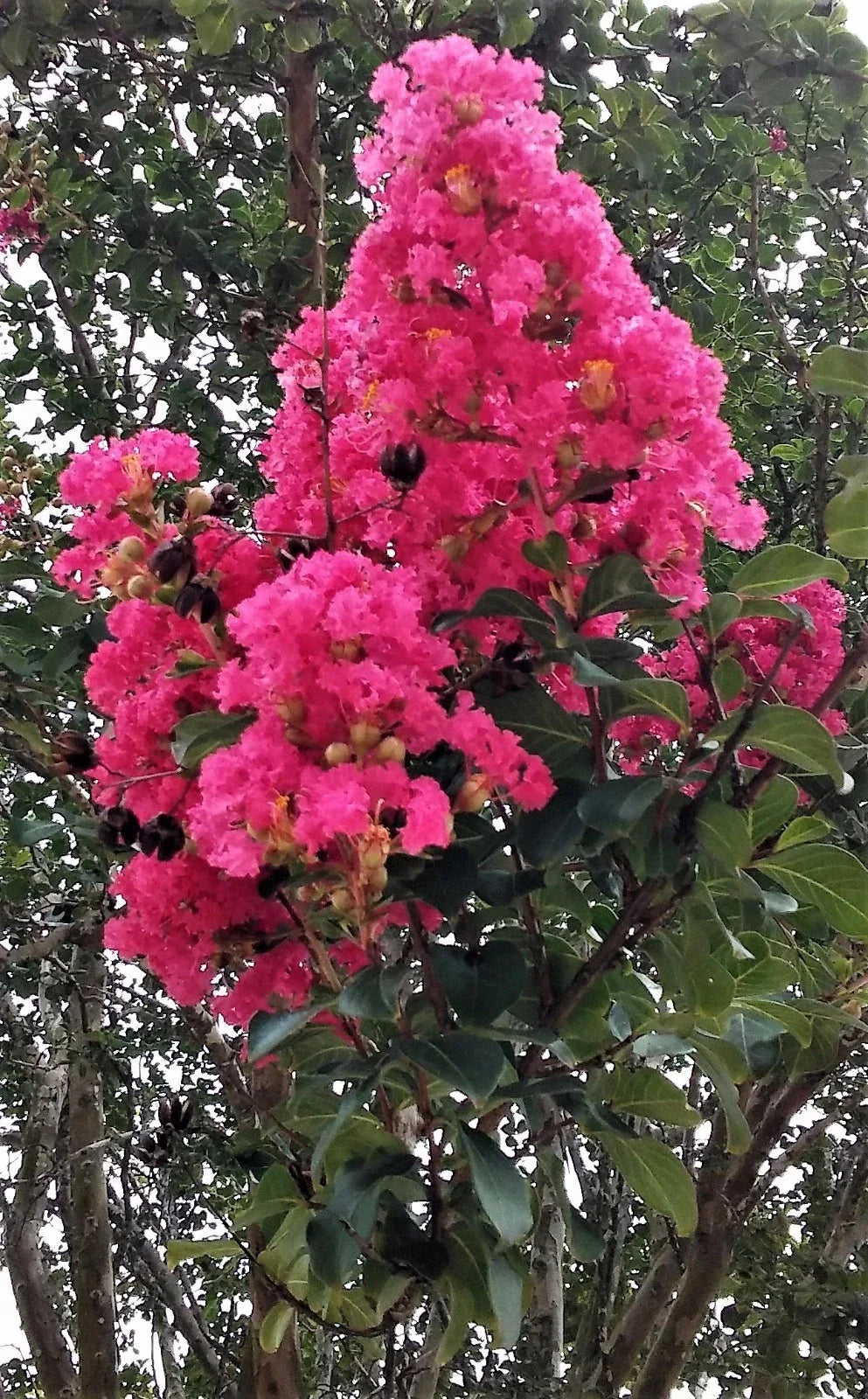 Hot Pink Crepe Myrtle Trees - 2 Live Rooted Cuttings Lagerstroemia indica for Summer Blooms & Landscaping