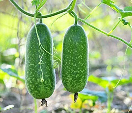 Organic Hairy Skin Gourd Seeds - 20+ Fuzzy Melon, Wax Gourd, Hairy Melon, Benincasa hispida, Heirloom Vegetable Seeds
