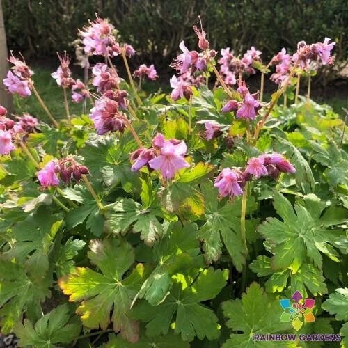 Ingwersen's Variety Geranium Seeds - 25+ Pack Pelargonium x hortorum USA Grown