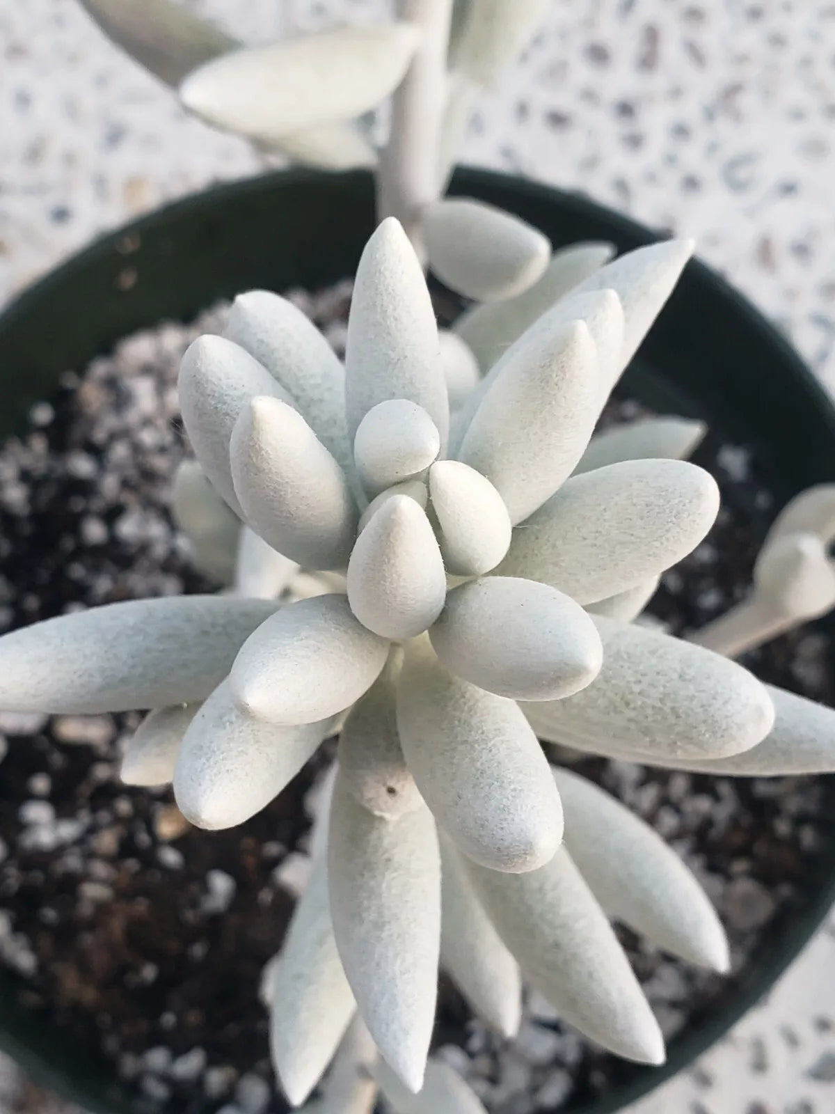 Rare Senecio Haworthii Succulent Plant - 3" Diameter - Whitest of All Succulents - Senecio haworthii