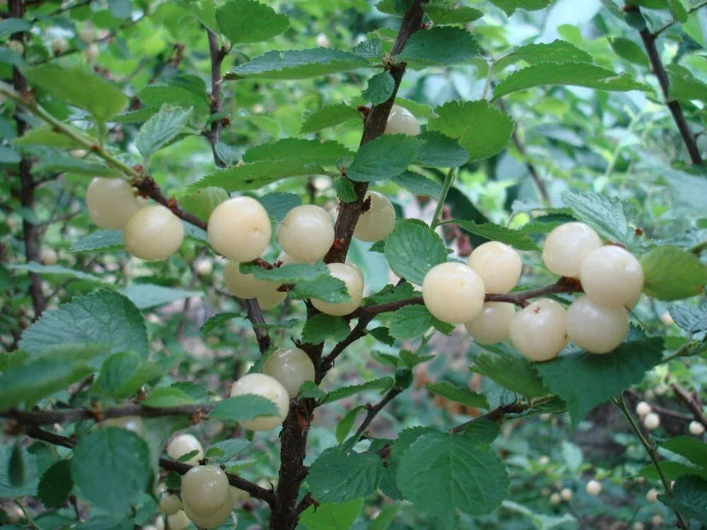 Nanking White Sweet Bush Cherry Plant - Dormant Rooted Shrub for Zones 2-7, Prunus tomentosa, Edible Fruit, Non-Self-Pollinating