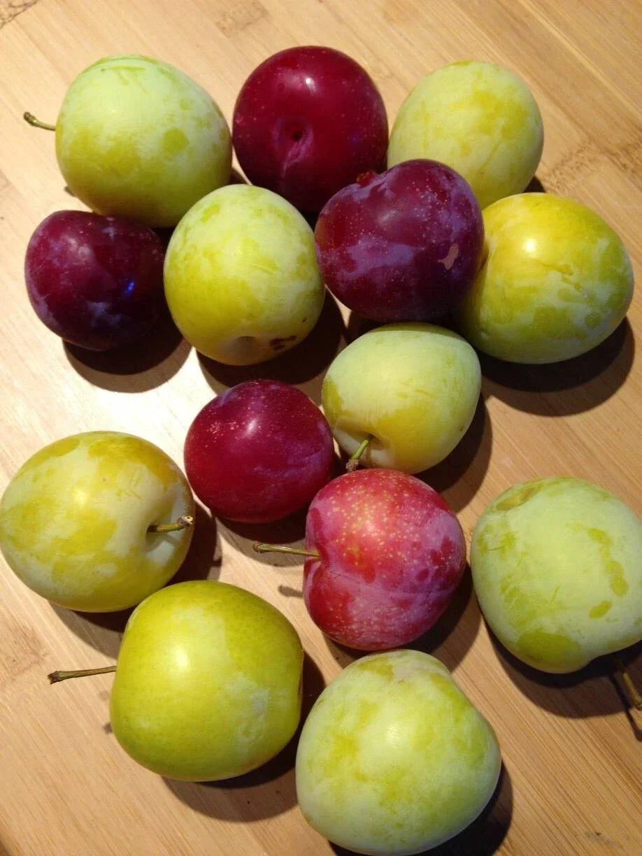 Japanese Red & Yellow Plum Cuttings – Edible Landscaping Plants, Prunus salicina, 2 Pack