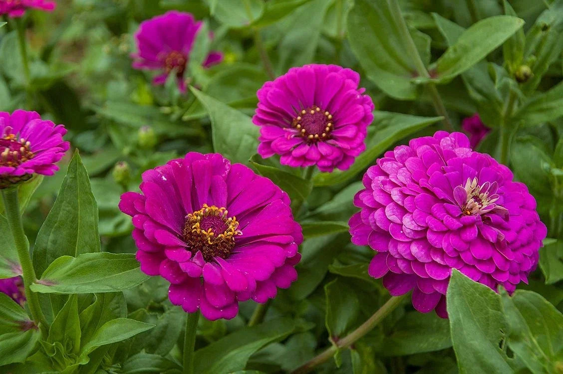Purple Prince Zinnia Seeds - Non-GMO, Zinnia elegans, Vibrant Purple Blooms, Full Sun, Easy to Grow, Flower Seeds Packet
