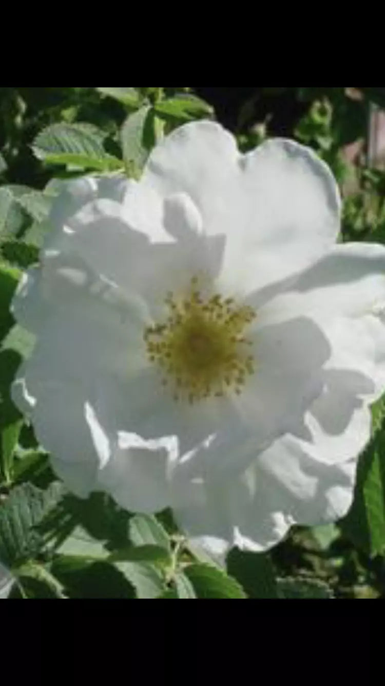 Fragrant Rosa Alba White Rose of York Shrub Rose Cuttings - 3 Pieces, 6-8 Inches, Garden Landscaping, White Blooms, Easy to Grow