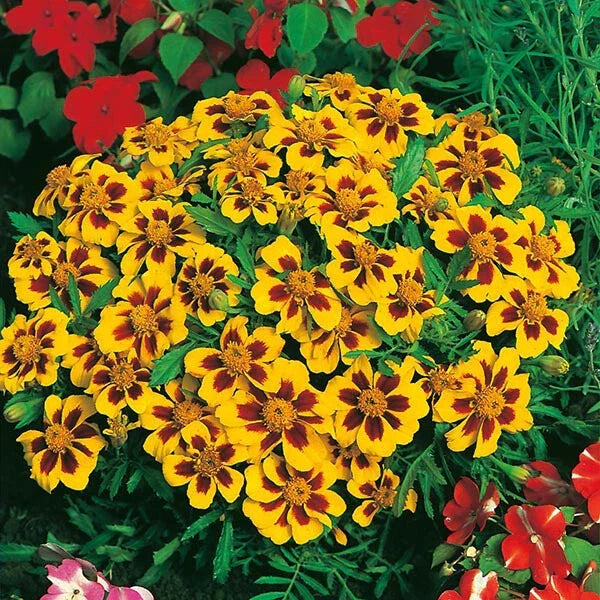 Dainty Marietta Dwarf Marigold Seeds | Heirloom Non-GMO | Vibrant Orange & Yellow Blooms | Tagetes patula | Compact Annual Plant