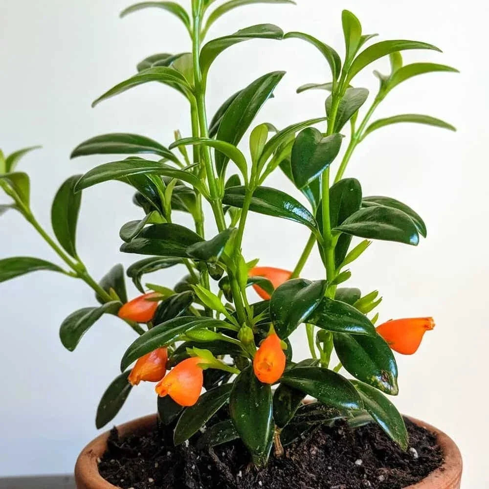 Goldfish Plant Seedling in 3.5" Pot - Columnea gloriosa with Bright Orange and Yellow Blooms