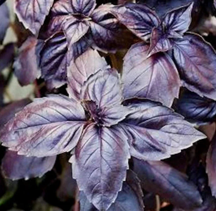 Dark Opal Basil Seeds 400+ Count - Purple Basil Annual Herb Non-GMO