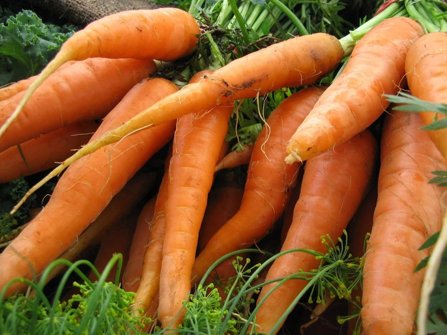 Scarlet Nantes Carrot Seeds - Early Coreless Non-GMO Daucus carota Vegetable Seeds for Garden & Container Growing