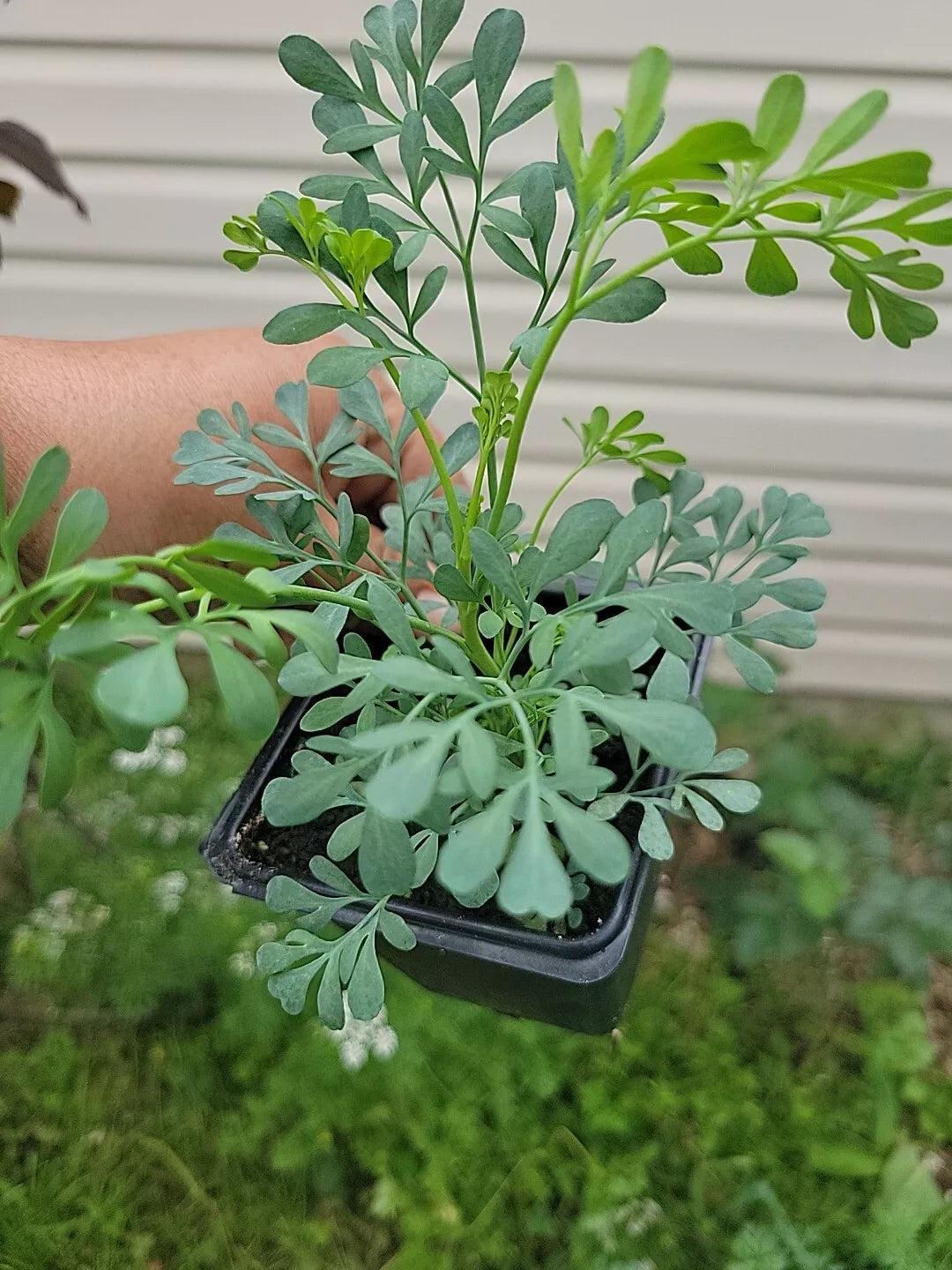 Blue Rue Live Plant in 3-Inch Pot, Ruta graveolens, Aromatic Herb for Gardens and Indoor Decor