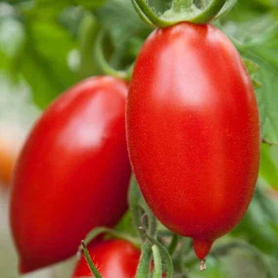 Amish Paste Tomato Seeds – Heirloom Solanum lycopersicum for Canning & Cooking – Large Paste-Style Fruits for Home Garden
