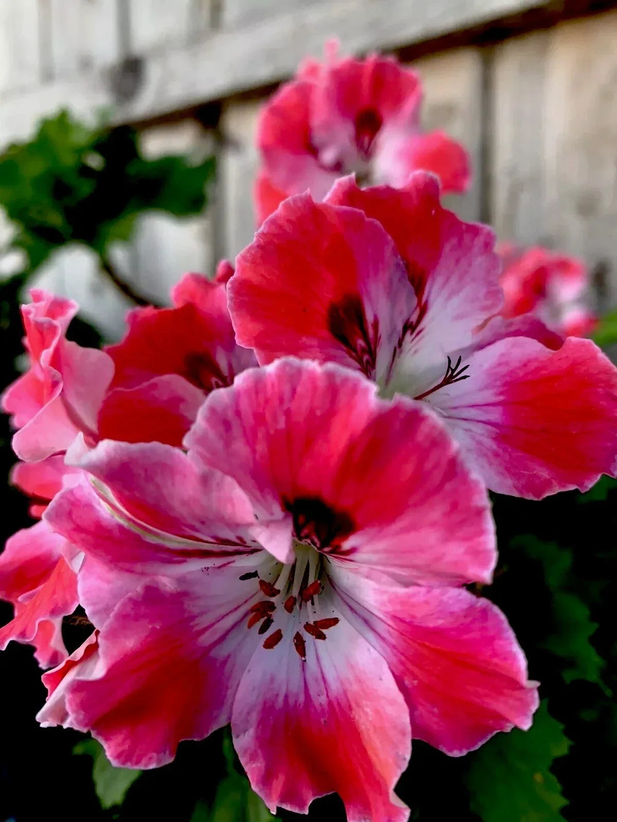 Geranium Plant 3-Inch Pot Reddish Pink, Maroon & White Perennial Pelargonium for Garden or Container