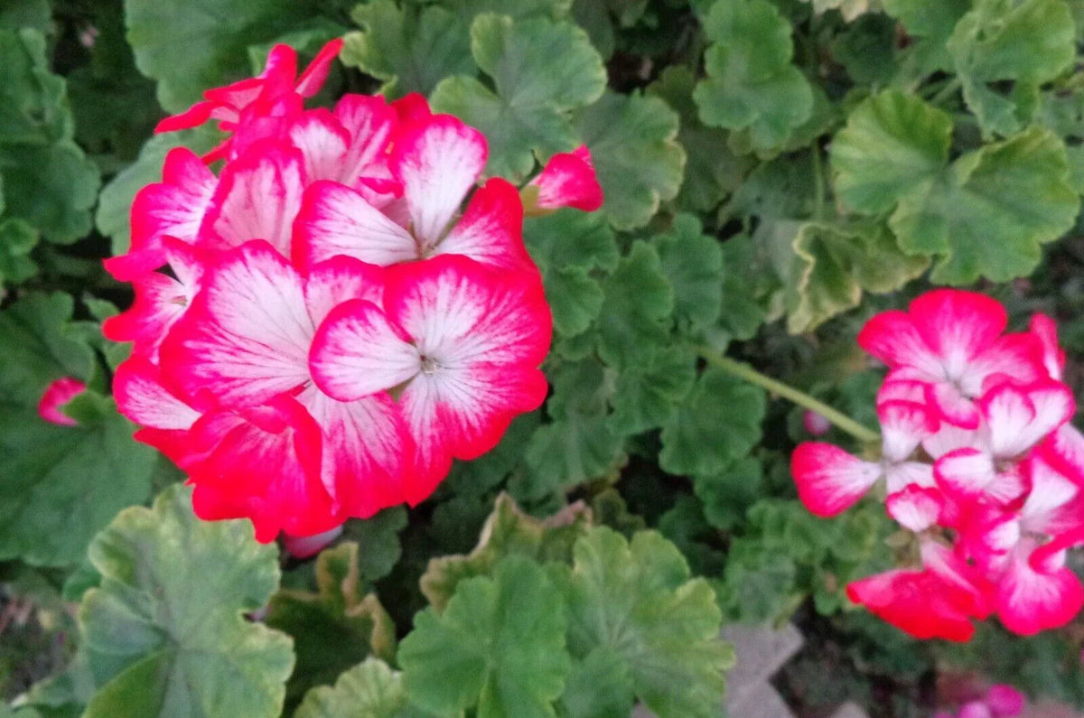 Rare Red & White Geranium Live Plant Starter Cuttings – Pelargonium spp., 2x6" Perennial Flowering Plant