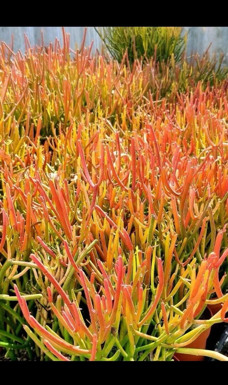 Large 12" Euphorbia Tirucalli Fire Sticks Cactus Cuttings - Indoor Outdoor Succulent Plant for Garden Decor
