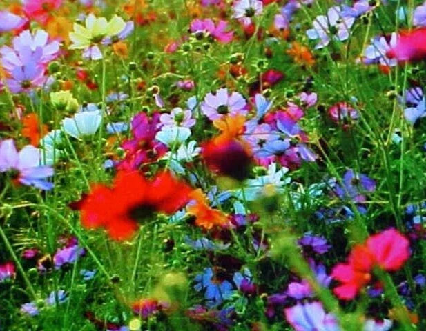 Wildflower Seed Mix 1/2 LB Fall Perennial Native Wildflowers for Garden Pollinator Attracting Seeds