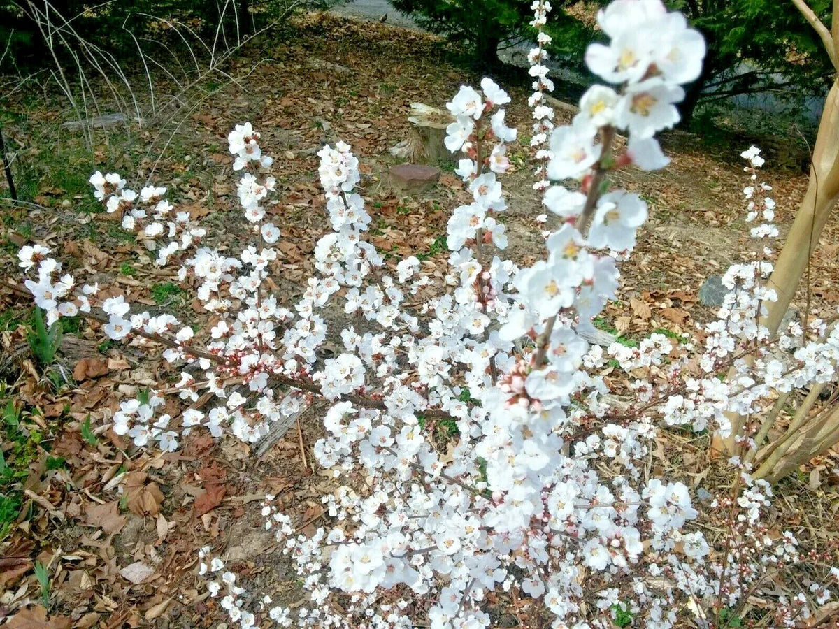 Dwarf Nanking Cherry Cuttings - 10 Unrooted Semi-Hardwood Prunus Tomentosa Shrub Propagation
