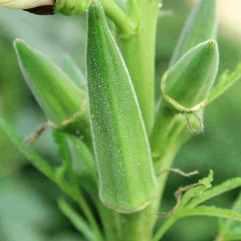 Clemson Spineless Okra Seeds - Non-GMO Vegetable Seeds for Heirloom Gardening, Lady's Fingers, Gombo, Bendi, Abelmoschus esculentus