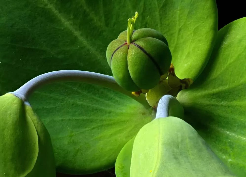 30 Mole Plant Seeds - Euphorbia lathyris Caper Spurge - Perennial Garden Plant
