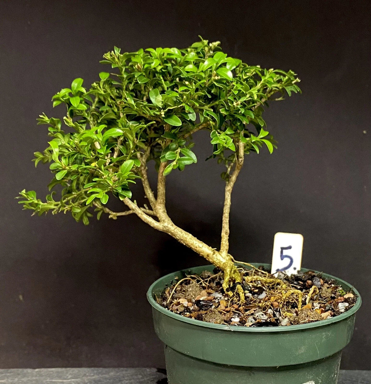 Pre Bonsai Tree - Kingsville Boxwood Buxus microphylla 'Kingsville' - 8-10 Years Old, Compact, Hardy Indoor/Outdoor Plant