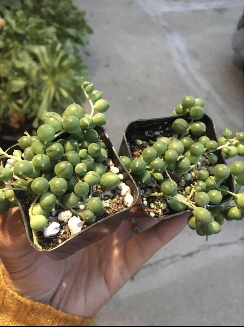 String of Pearls Succulents 2 Pack in 2" Pots, Senecio Rowleyanus Indoor Plants, Trailing Green Succulents for Hanging or Shelves