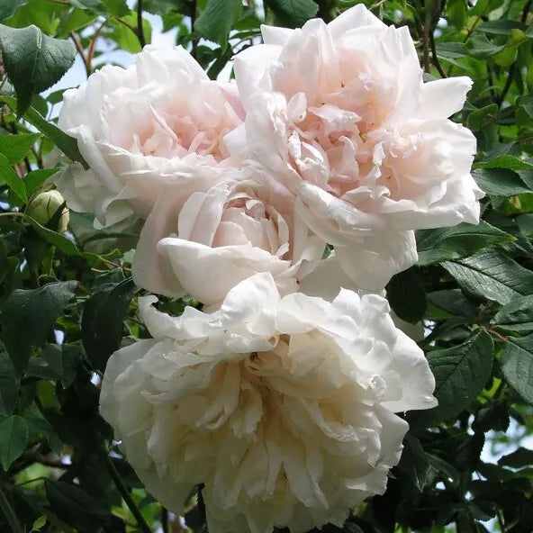 Madame Alfred Carriere Climbing Rose Cuttings – 4 Live Propagation Cuttings, Sweet Fragrance, Unique Creamy Pink Blooms, Rosa 'Madame Alfred Carriere'