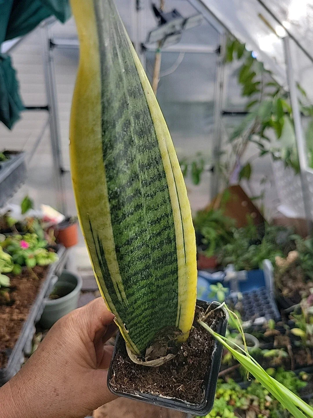 Sansevieria Plant - Well-Rooted Mother-in-Law's Tongue Indoor Houseplant - Sansevieria trifasciata