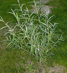 Outdoor STEM Project Kit | Hybrid Willow Tree | Fast Growing | Salix × sepulcralis