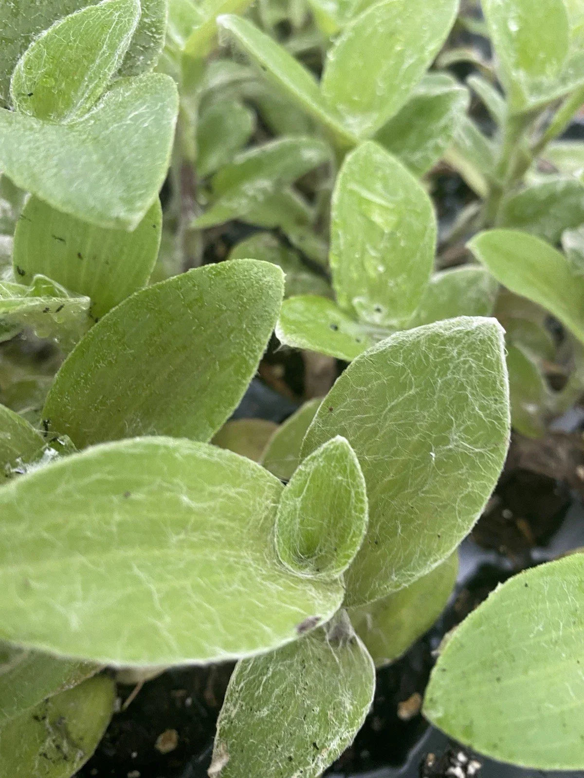 Rooted Tradescantia White Fuzzy Live Houseplants - 2 Cuttings, Easy Care, Trailing, Indoor Plant, Air-Purifying
