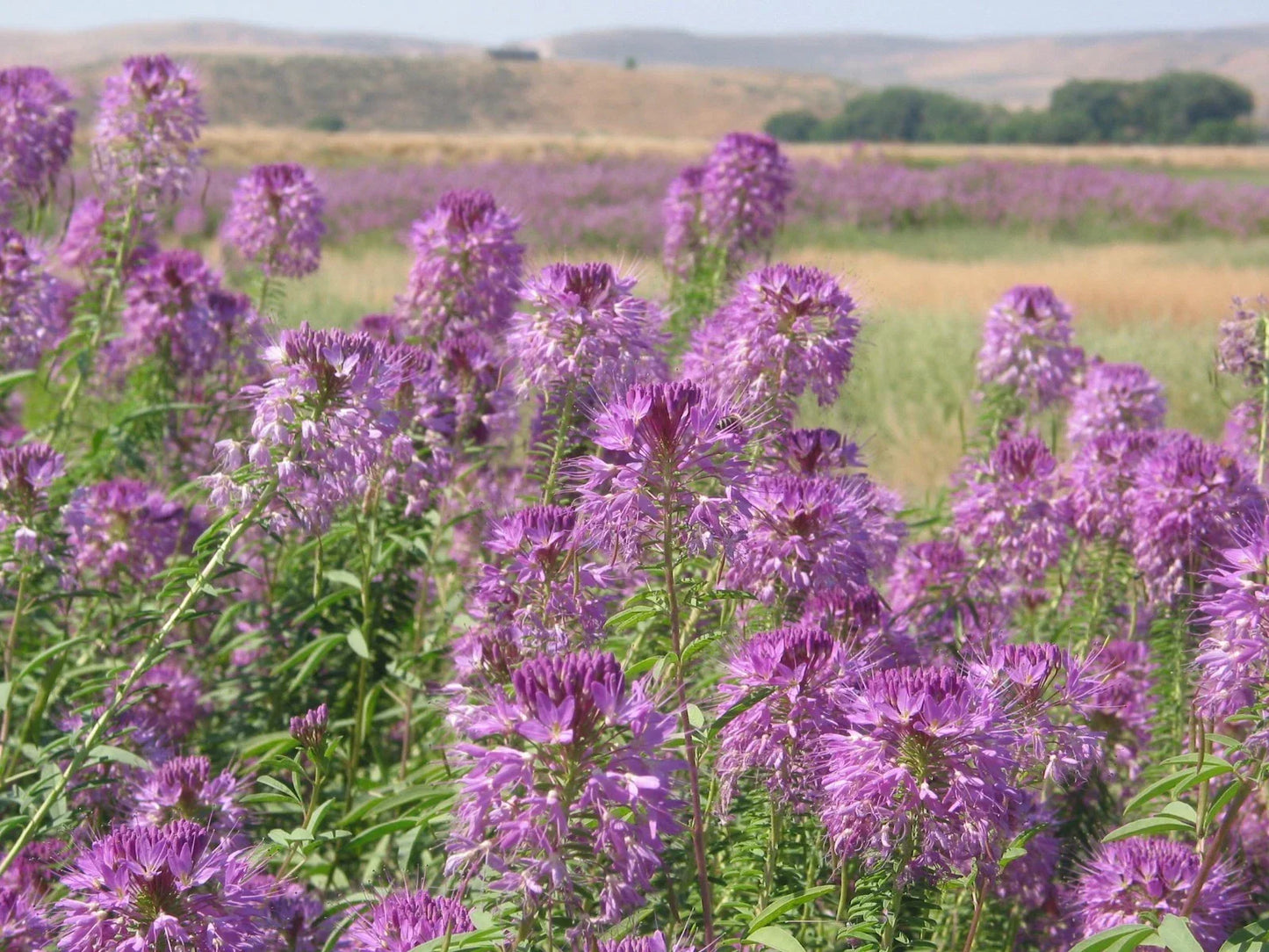 Rocky Mountain Bee Plant Seeds - 100+ Native Cleome serrulata Wildflower Seeds
