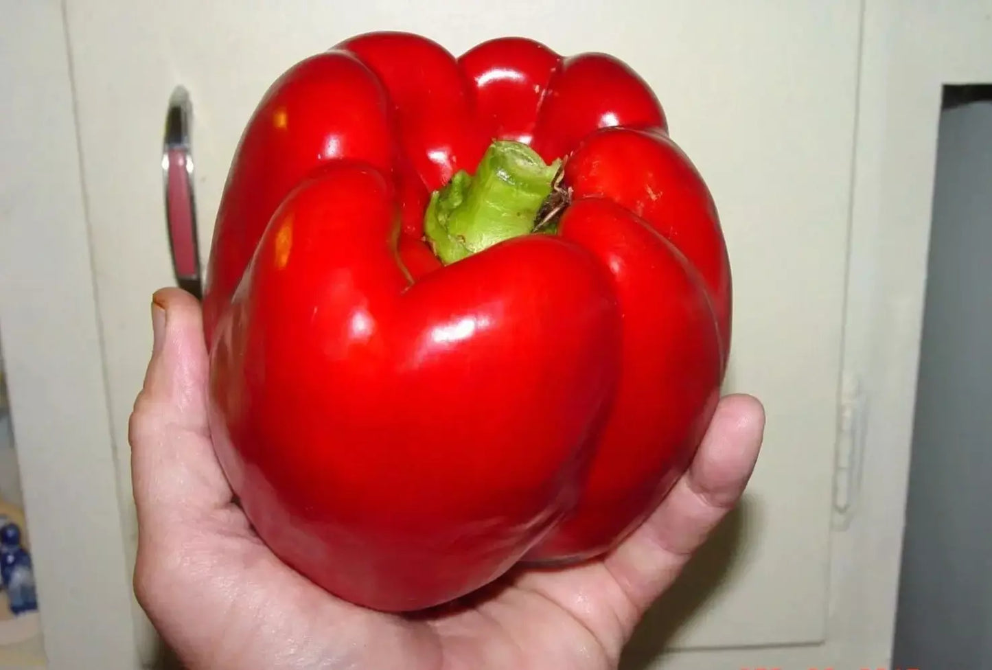 Giant Red Bell Pepper Seeds - 120+ Organic Heirloom Non-GMO - Sweet Variety - Perfect for Home Gardens